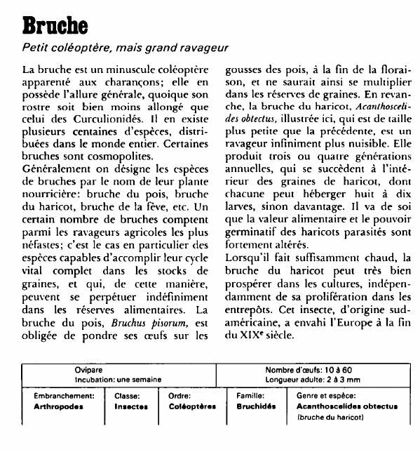 Prévisualisation du document Bruche:Petit coléoptère, mais grand ravageur.