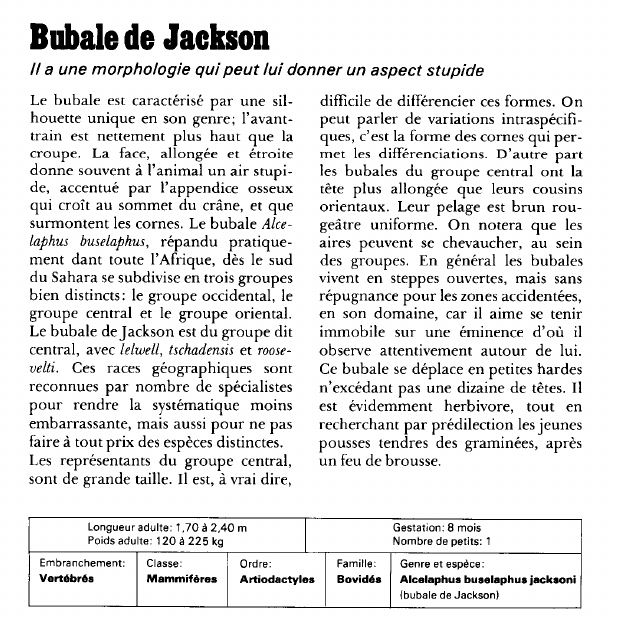 Prévisualisation du document Bubale de Jackson:Il a une morphologie qui peut lui donner un aspect stupide.