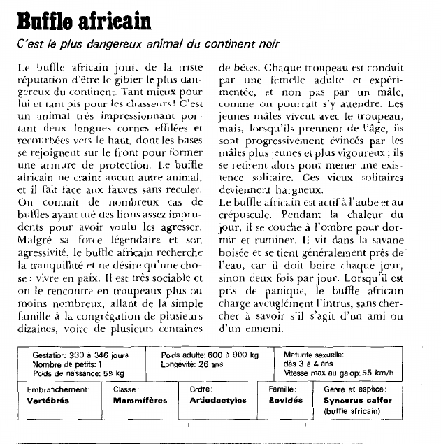 Prévisualisation du document Buffle africain:C'est le plus dangereux animal du continent noir.
