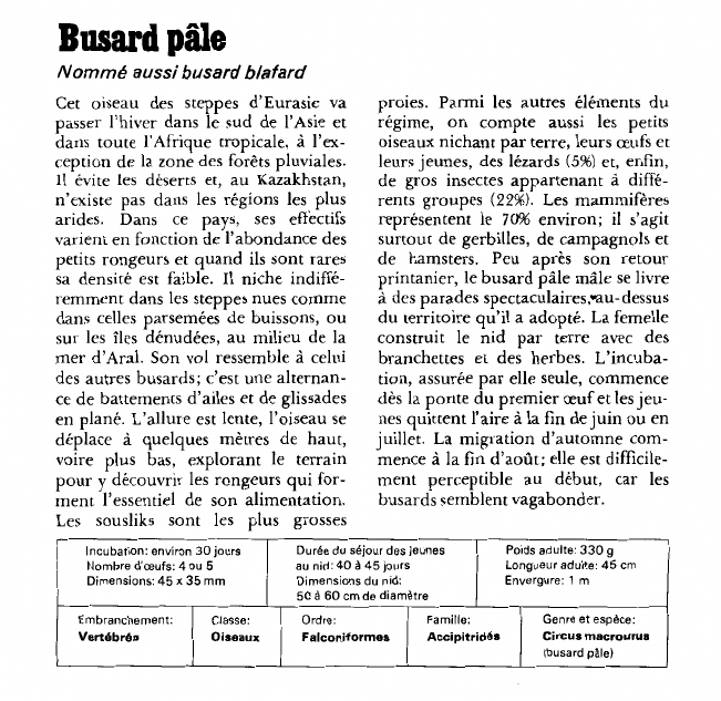 Prévisualisation du document Busard pâle:Nommé aussi busard blafard.