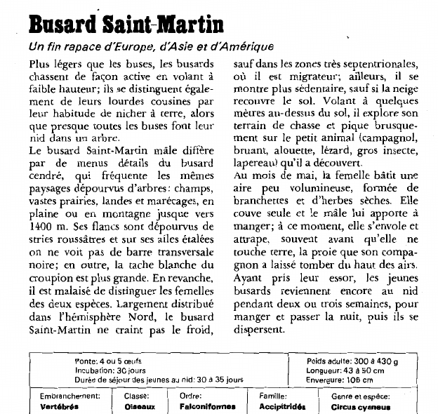 Prévisualisation du document Busard Saint-Martin:Un fin rapace d'Europe, d'Asie et d'Amérique.