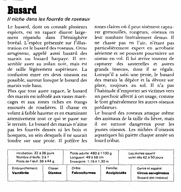 Prévisualisation du document Busardniche dans les fourrés de roseauxLe busard, dont on connaît plusieurs espèces, est un rapace diurne largement répandu dans l'hémisphère boréal.