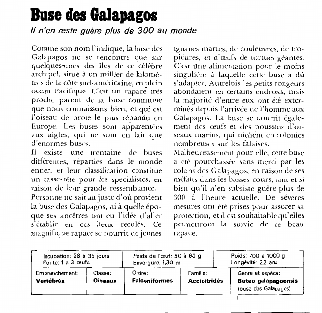 Prévisualisation du document Buse des Galapagos:Il n'en reste guère plus de 300 au monde.