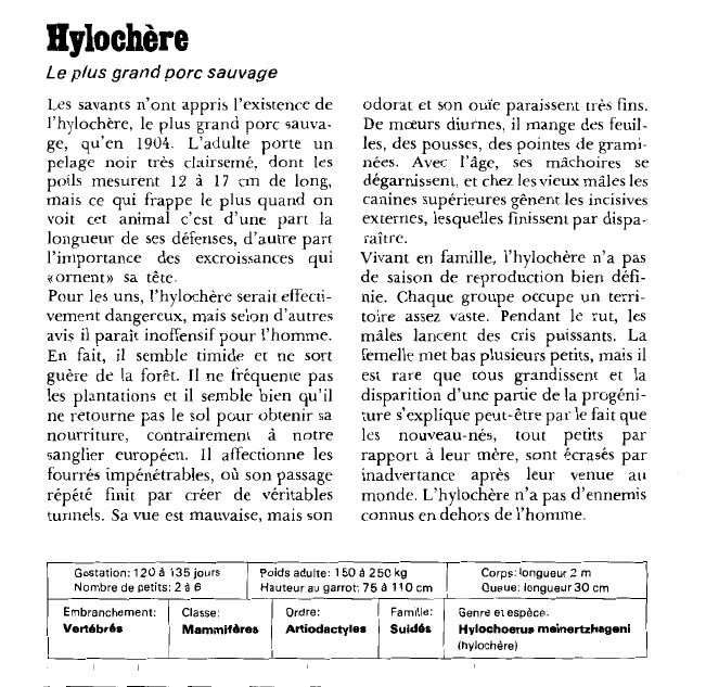 Prévisualisation du document Bylochère:Le plus grand porc sauvage.