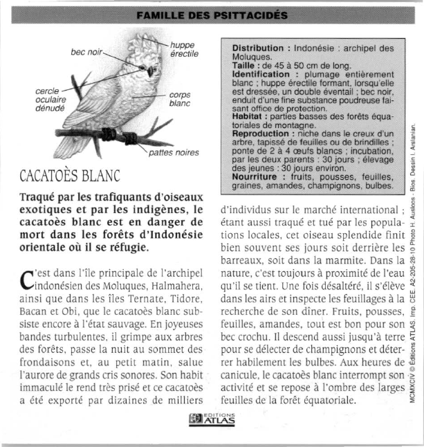 Prévisualisation du document CACATOÈS BLANC