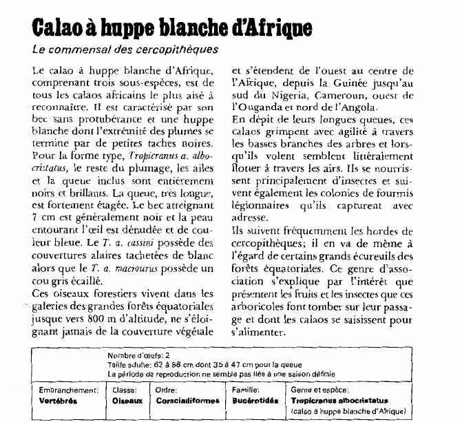 Prévisualisation du document Calao à huppe blanche d'AfriqueLe commensal des cercopithèques.