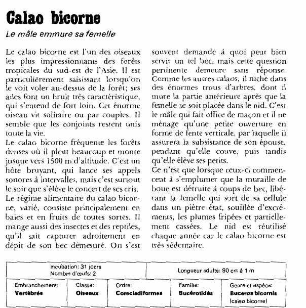 Prévisualisation du document Calao bicorne:Le mâle emmure sa femelle.