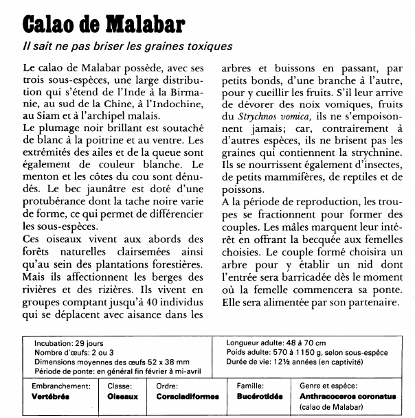 Prévisualisation du document Calao de Malabar:Il sait ne pas briser les graines toxiques.