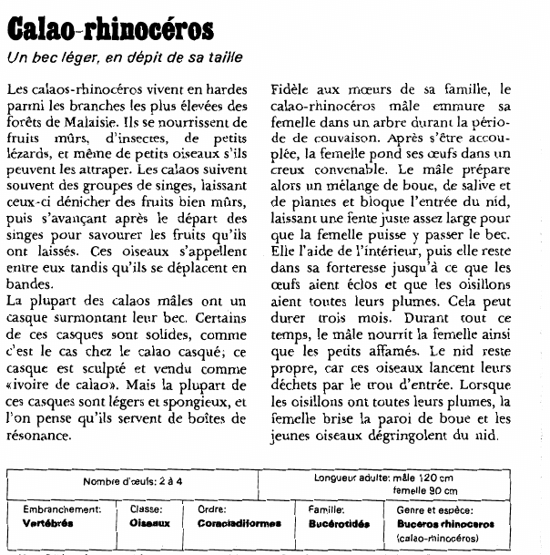 Prévisualisation du document Calao-rhinocéros:Un bec léger, en dépit de sa taille.