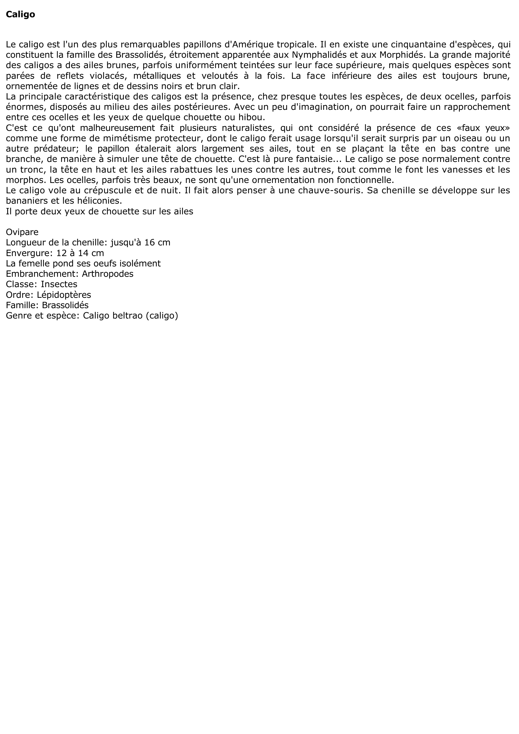 Prévisualisation du document Caligo