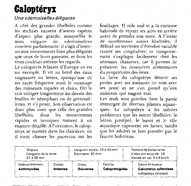 Prévisualisation du document Caloptéryx:Une «demoiselle» élégante.