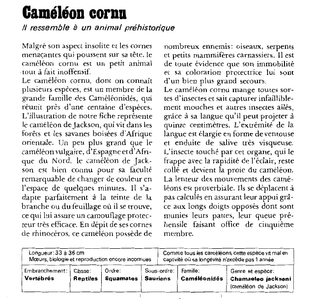 Prévisualisation du document Caméléon cornu:Il ressemble à un animal préhistorique.
