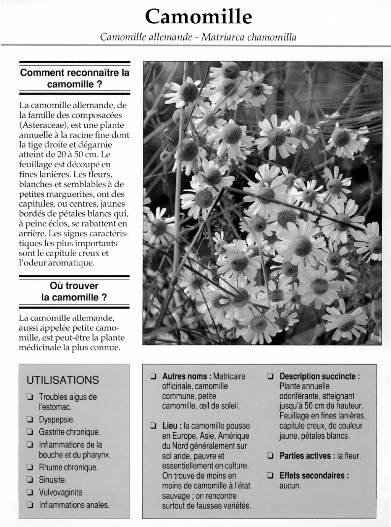 Prévisualisation du document Camomille.