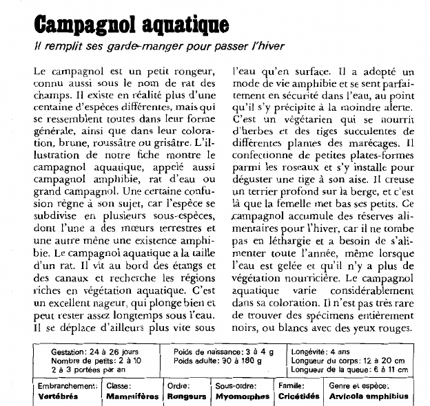 Prévisualisation du document Campagnol aquatique:Il remplit ses garde-manger pour passer l'hiver.