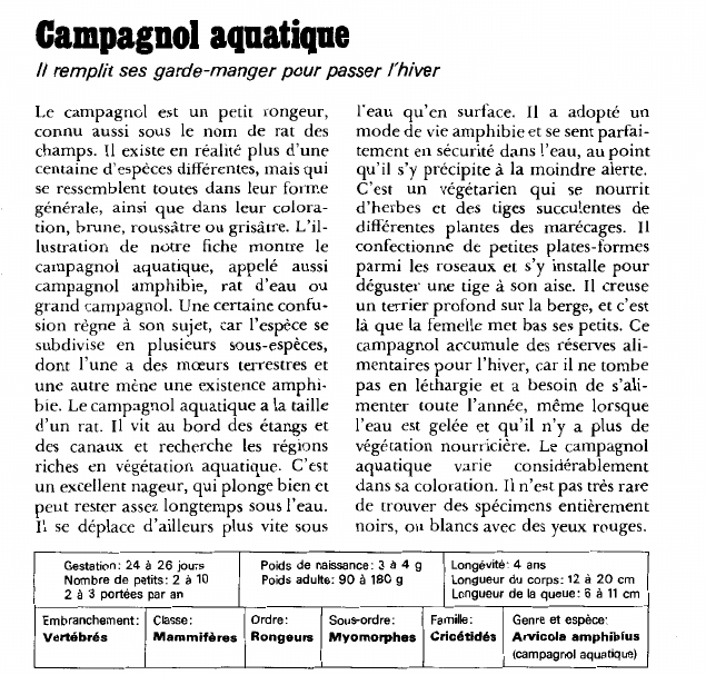 Prévisualisation du document Campagnol aquatique:Il remplit ses garde-manger pour passer l'hiver.
