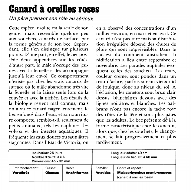 Prévisualisation du document Canard à oreilles roses:Un père prenant son rôle au sérieux.