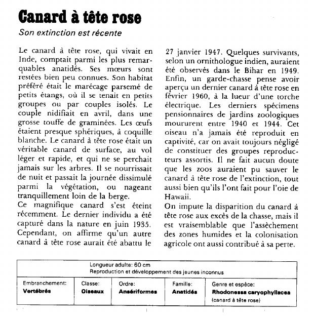 Prévisualisation du document Canard à tête rose:Son extinction est récente.