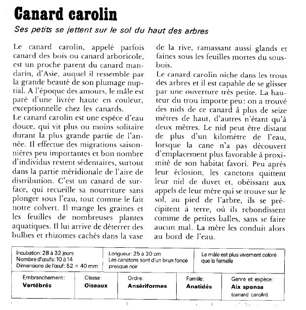 Prévisualisation du document Canard carolin:Ses petits se jettent sur le sol du haut des arbres.