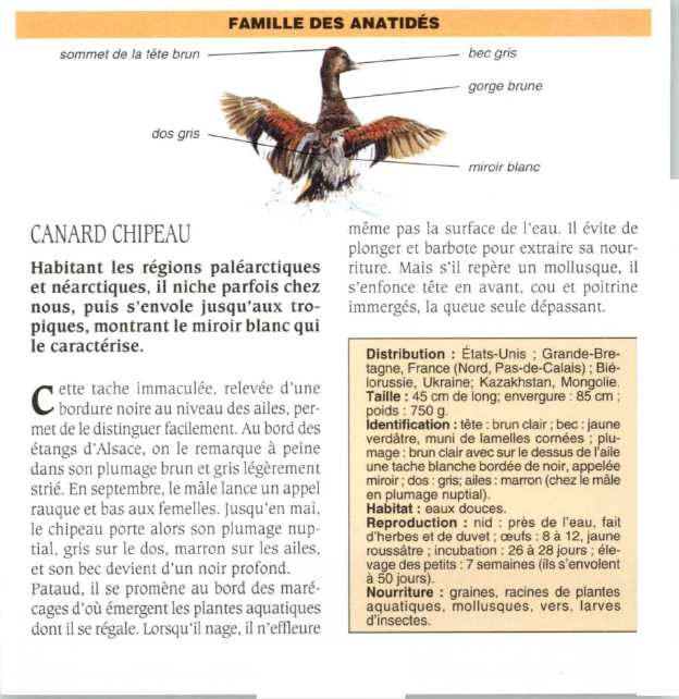 Prévisualisation du document CANARD CHIPEAU