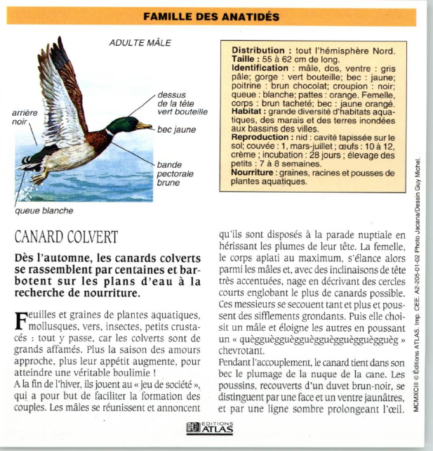 Prévisualisation du document CANARD COLVERT