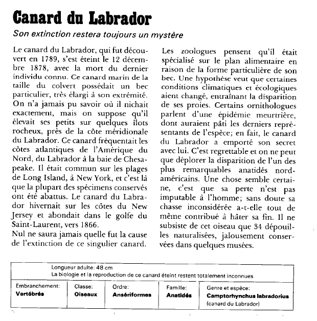 Prévisualisation du document Canard du Labrador:Son extinction restera toujours un mystère.