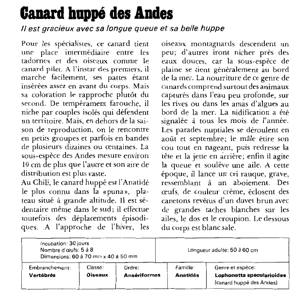 Prévisualisation du document Canard huppé des Andes:Il est gracieux avec sa longue queue et sa belle huppe.