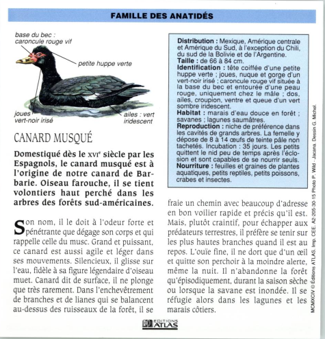 Prévisualisation du document CANARD MUSQUÉ