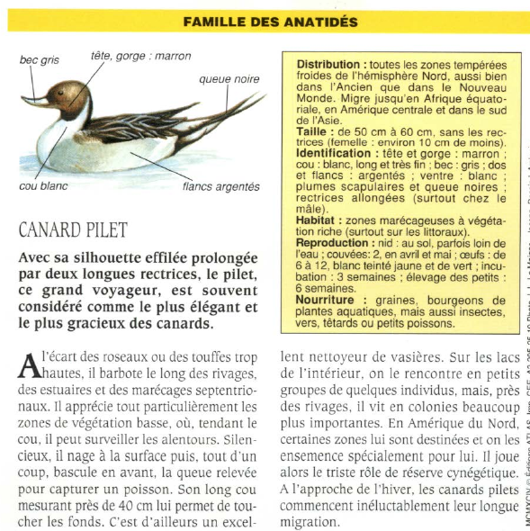 Prévisualisation du document CANARD PILET