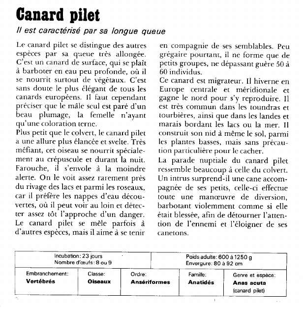 Prévisualisation du document Canard pilet:Il est caractérisé par sa longue queue.