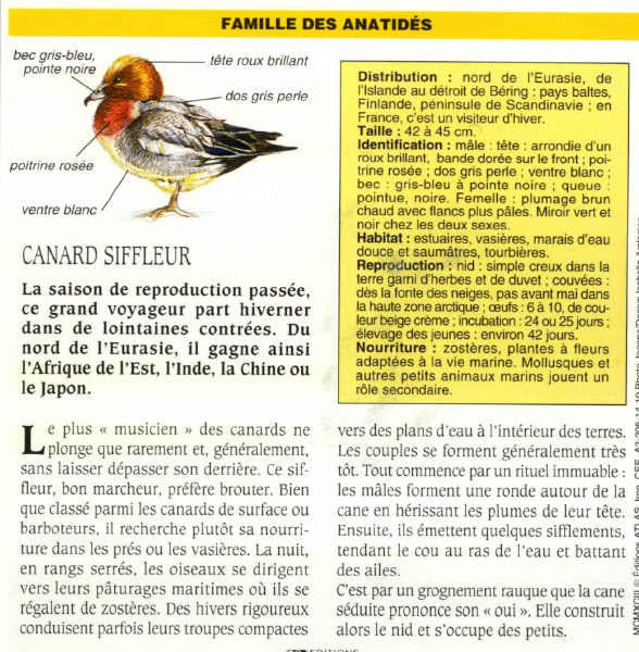 Prévisualisation du document CANARD SIFFLEUR