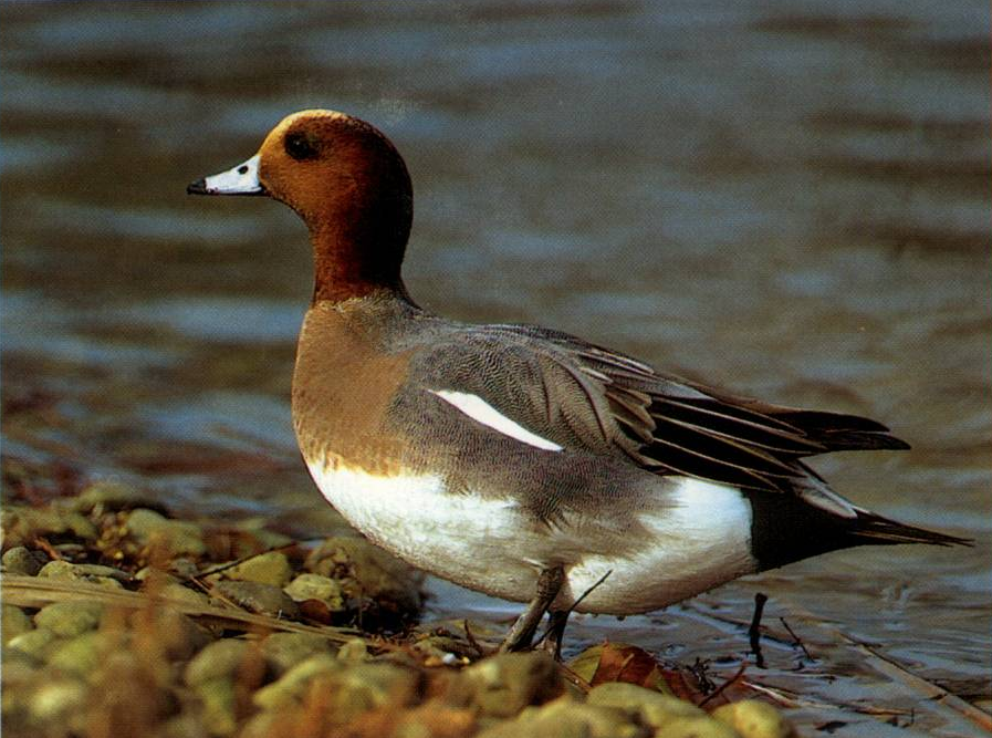 Prévisualisation du document CANARD SIFFLEUR