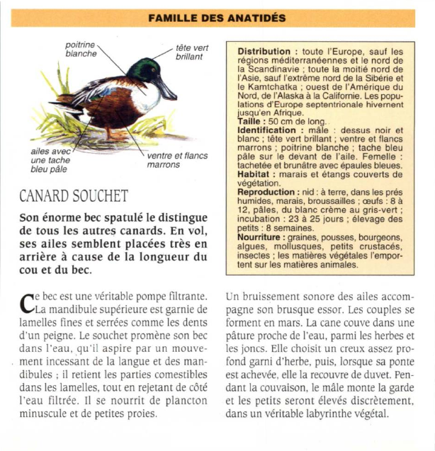 Prévisualisation du document CANARD SOUCHET