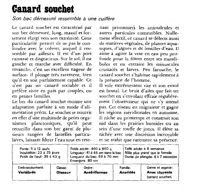 Prévisualisation du document Canard souchet:Son bec démesuré ressemble à une cuillère.