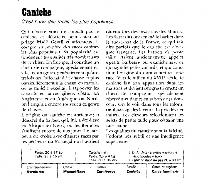 Prévisualisation du document Caniche:C'est l'une des races les plus populaires.
