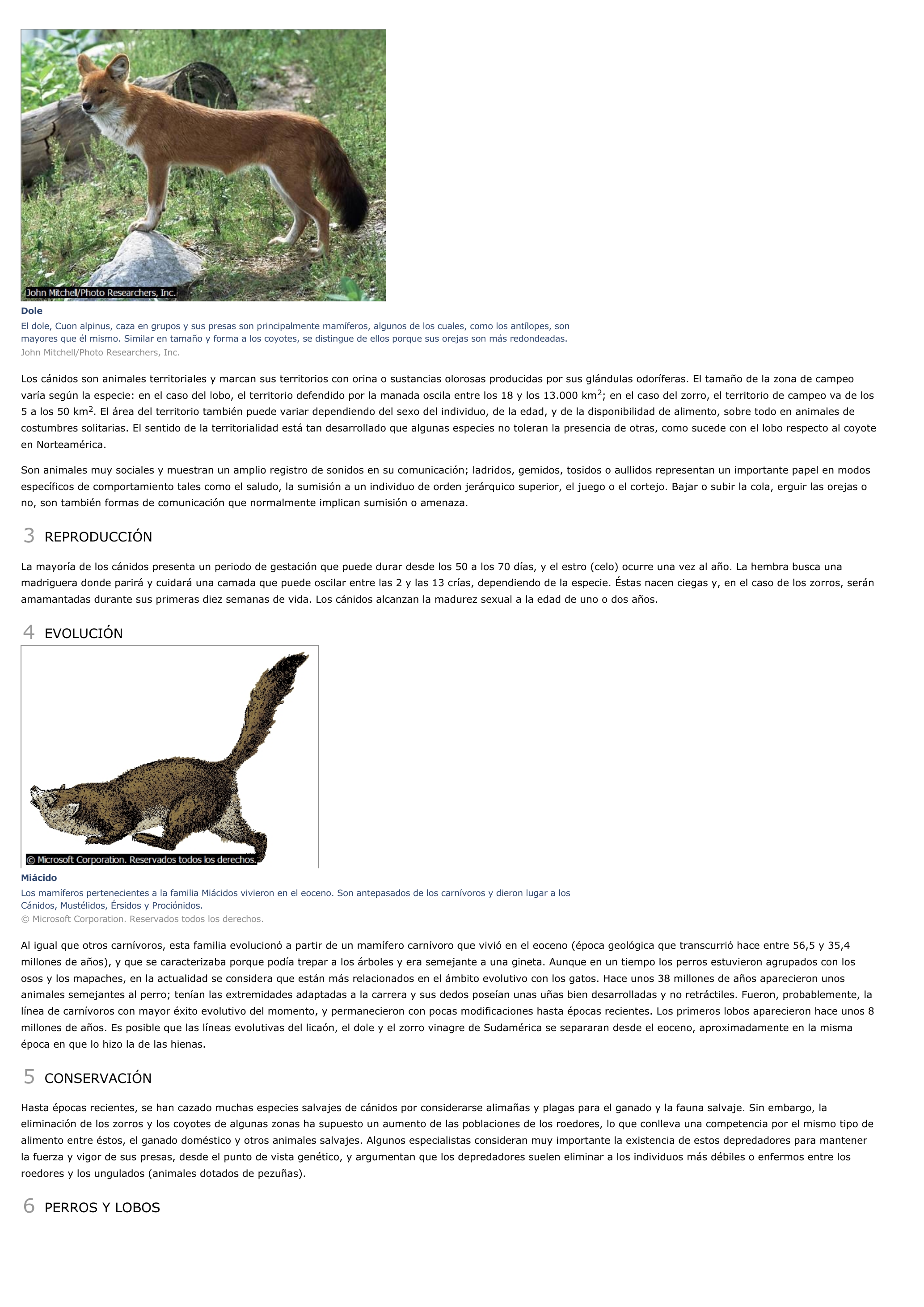 Prévisualisation du document Cánidos - ciencias de la naturaleza.