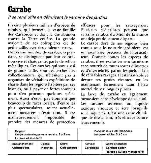 Prévisualisation du document Carabe:Il se rend utile en détruisant la vermine des jardins.