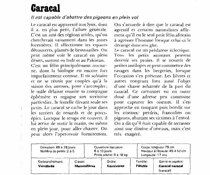 Prévisualisation du document Caracal:Il est capable d'abattre des pigeons en plein vol.