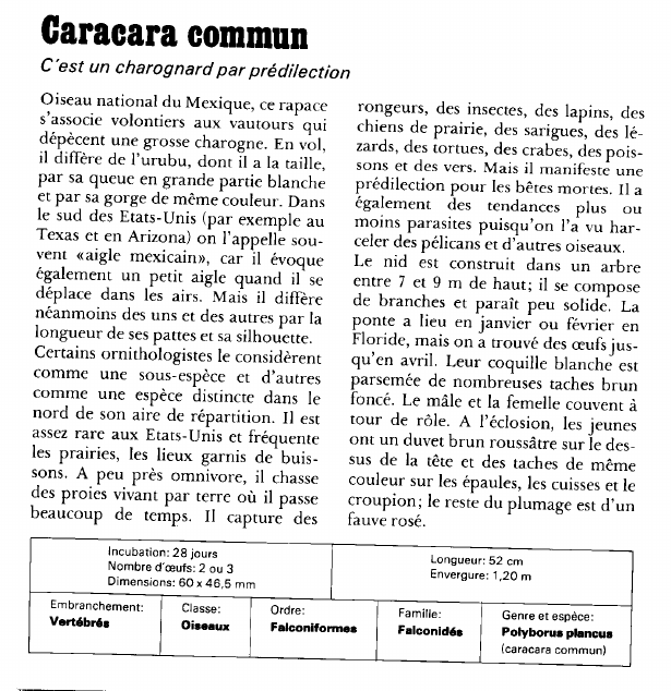 Prévisualisation du document Caracara commun:C'est un charognard par prédilection.