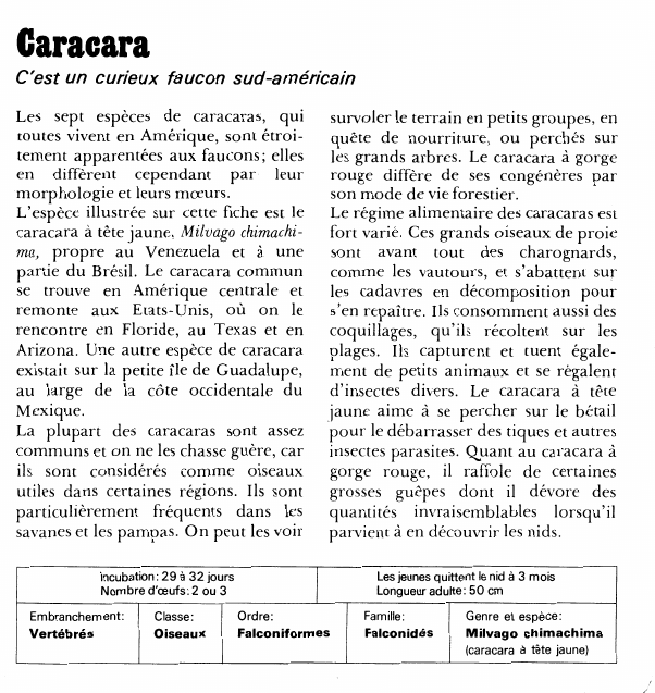 Prévisualisation du document CaracaraC'est un curieux faucon sud-américainLes sept espèces de caracaras, qui toutes vivent en Amérique, sont étroitement apparentées aux faucons; elles en diffèrent cependant par leur morphologie et leurs moeurs.