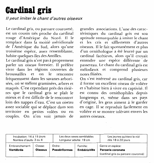 Prévisualisation du document Cardinal gris// peut imiter le chant d'autres oiseauxLe cardinal gris, ou paroare couronné, est un cousin très proche du cardinal rouge d'Amérique du Nord.