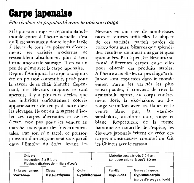 Prévisualisation du document Carpe japonaise:Elle rivalise de popularité avec le poisson rouge.