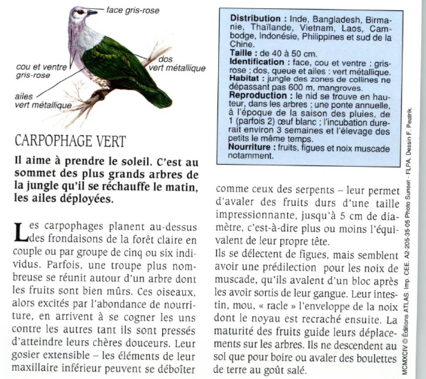 Prévisualisation du document CARPOPHAGE VERT