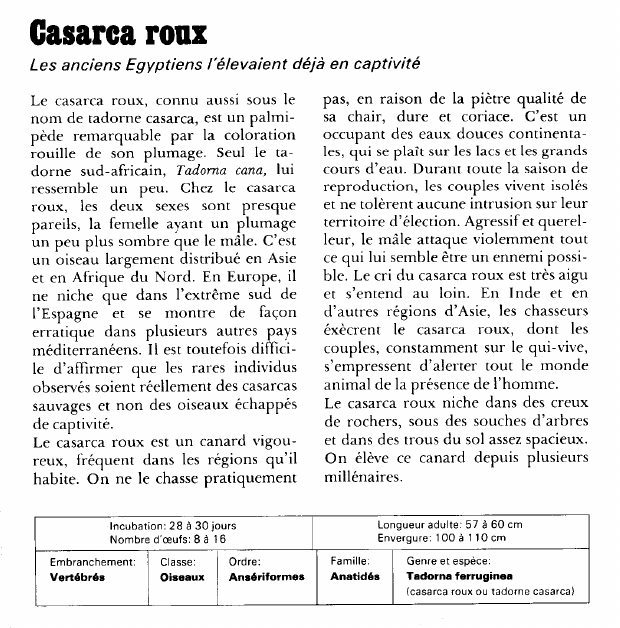 Prévisualisation du document Casarca roux:Les anciens Egyptiens l'élevaient déjà en captivité.