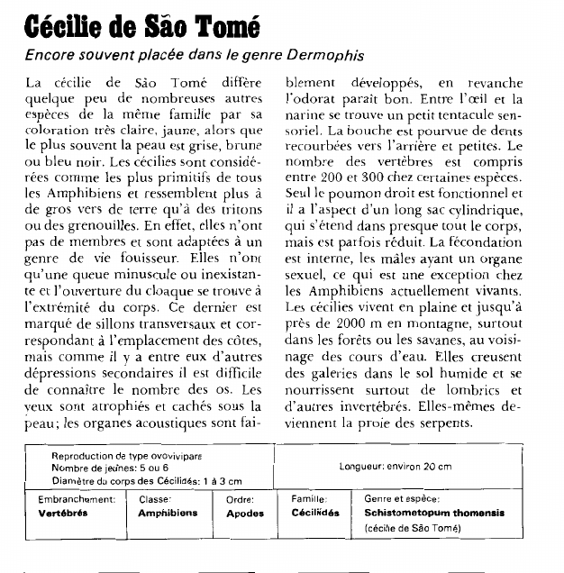 Prévisualisation du document Cécilie de Sao Tomé:Encore souvent placée dans le genre Dermophis.