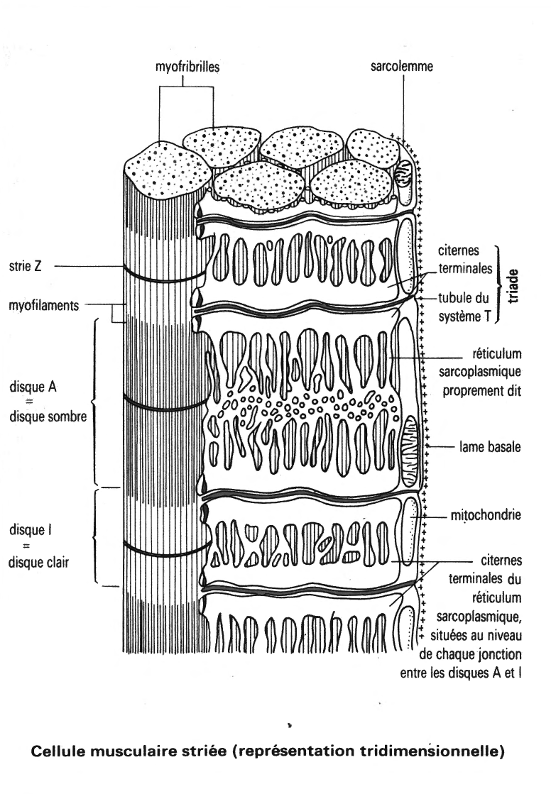 Prévisualisation du document Cellule musculaire striée (représentation tridimensionnelle)