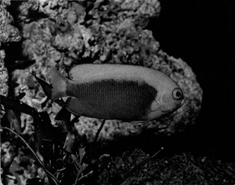 Prévisualisation du document Centropyge:
Un des plus beaux poissons-anges.