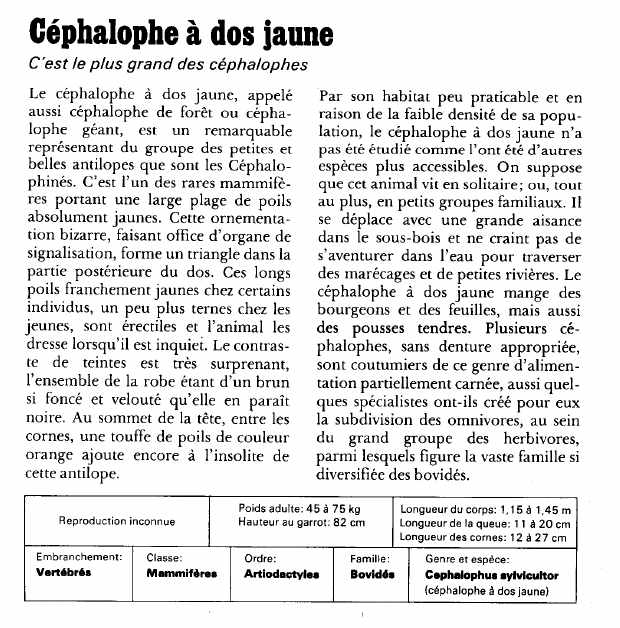 Prévisualisation du document Céphalophe à dos jaune:C'est le plus grand des céphalophes.