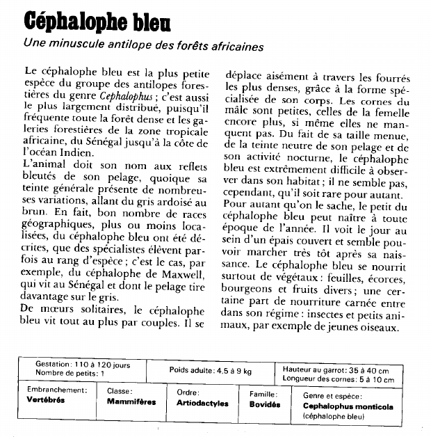 Prévisualisation du document Céphalophe bleu:Une minuscule antilope des forêts africaines.