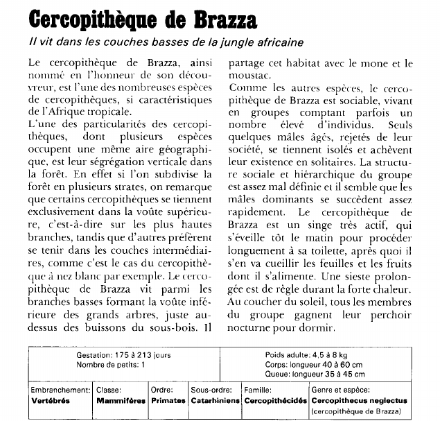 Prévisualisation du document Cercopithèque de Brazza:Il vit dans les couches basses de la jungle africaine.