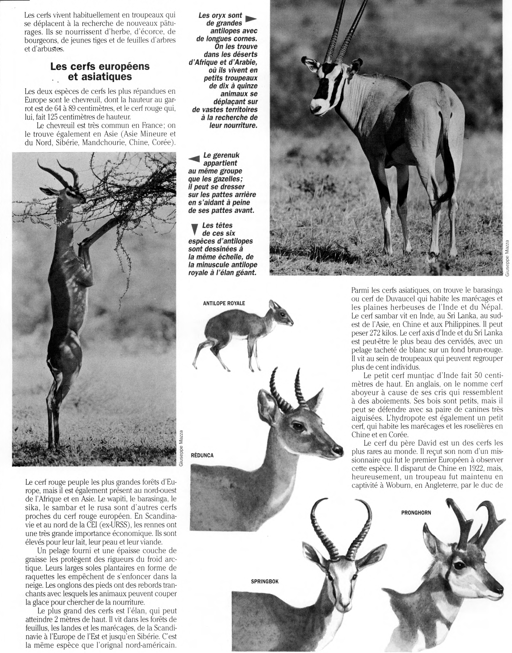 Prévisualisation du document Cerfs, Girafes et Antilopes